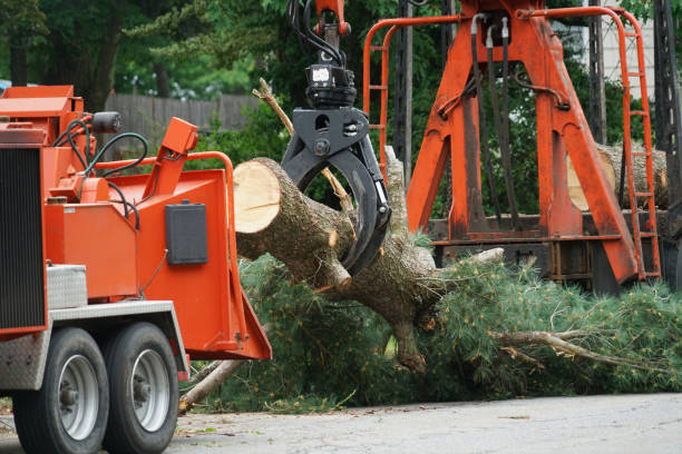 How Our Tree Care Process Works  in Folsom, NJ